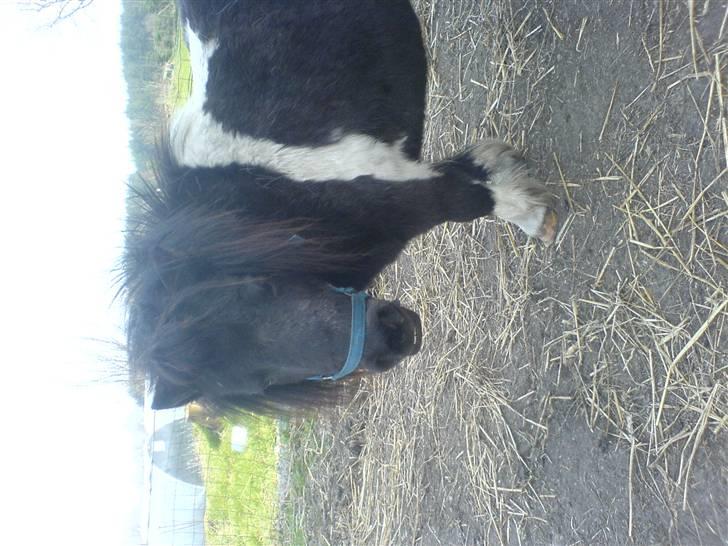 Miniature Nuser R.I.P - Unskyld det vender forkert:D Min elskede lille hest billede 7