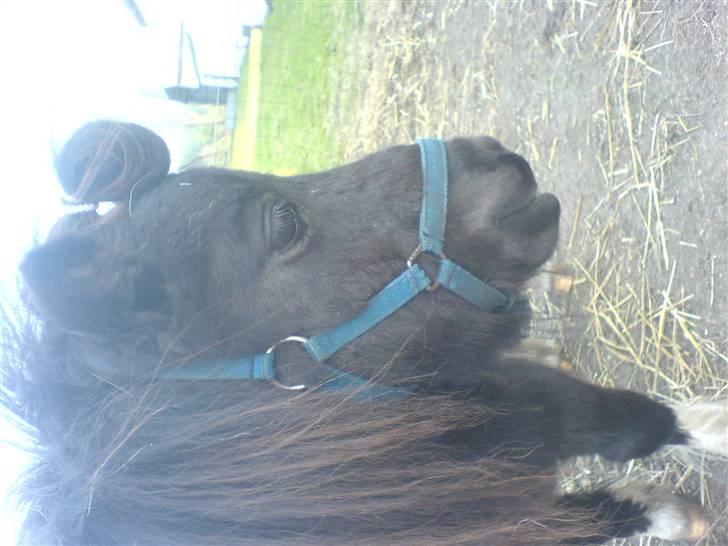 Miniature Nuser R.I.P - Unskyld det vender forkert:D Nuser har fået sin lille knold billede 8