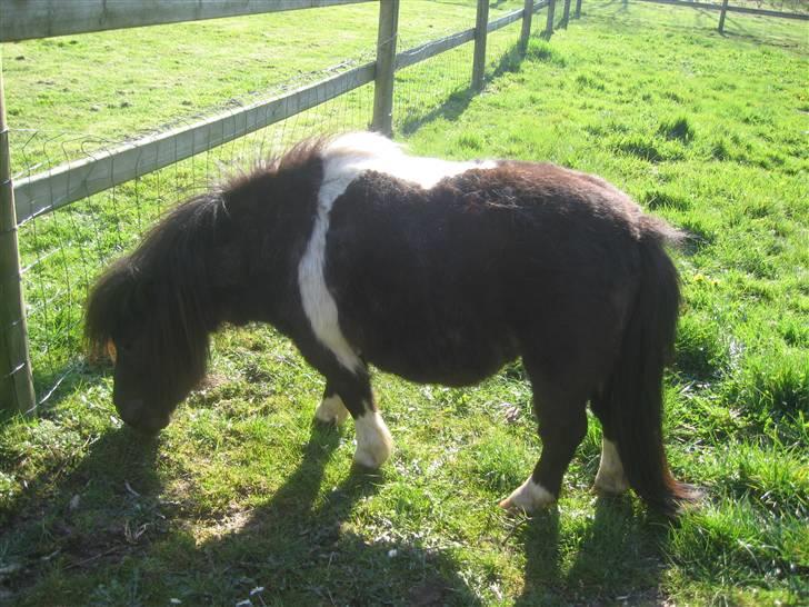 Miniature Nuser R.I.P - Nuser der græsser i indhegningen billede 9