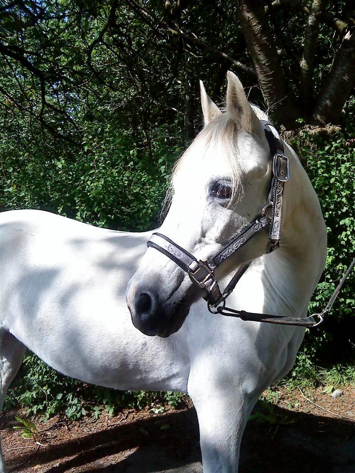 Anden særlig race Midnight's Kalypso billede 1