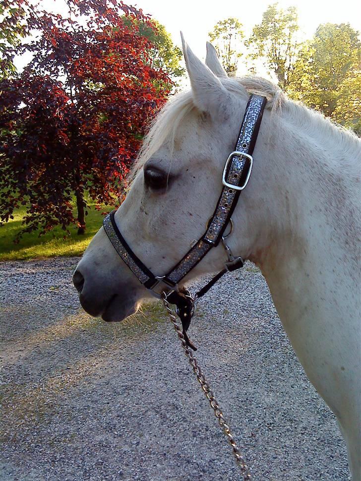 Anden særlig race Midnight's Kalypso billede 2