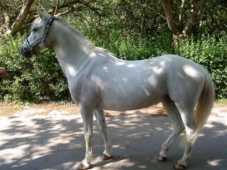 Anden særlig race Midnight's Kalypso billede 3