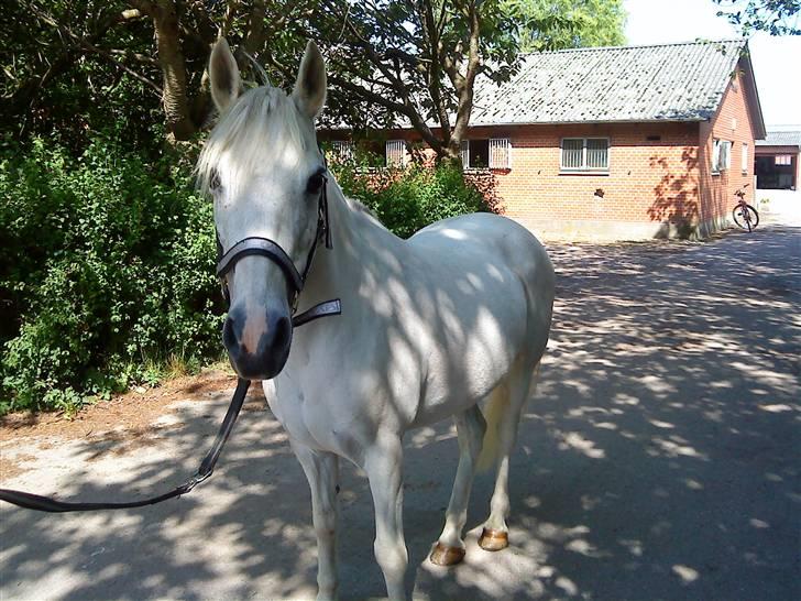 Anden særlig race Midnight's Kalypso billede 4