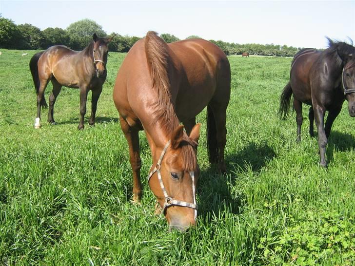 Oldenborg Fabrina ' Min mors - på sommer folden.. billede 4