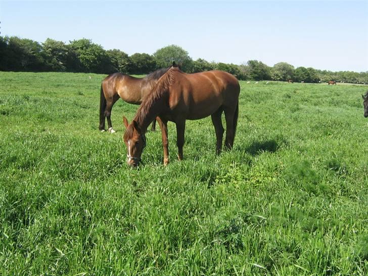 Oldenborg Fabrina ' Min mors - på sommer folden.. billede 5