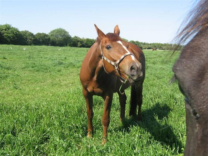 Oldenborg Fabrina ' Min mors - på sommer folden.. billede 6