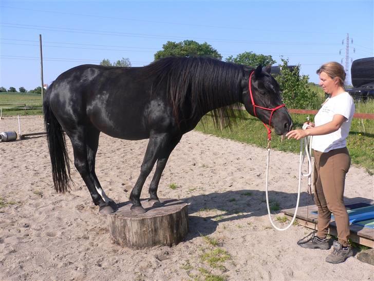 Anden særlig race Gazella RIP - Gazella med alle 4 ben på træstup billede 9