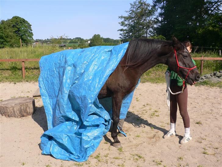 Anden særlig race Beauty R.I.P - Efter mange forsøg, lykkes det endeligt.... billede 10