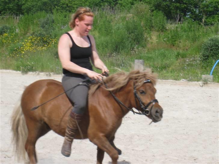 Shetlænder Pondus - Pondus 2 gang med hovedtøj og kun 4 gang med rytter på ryggen:) billede 12