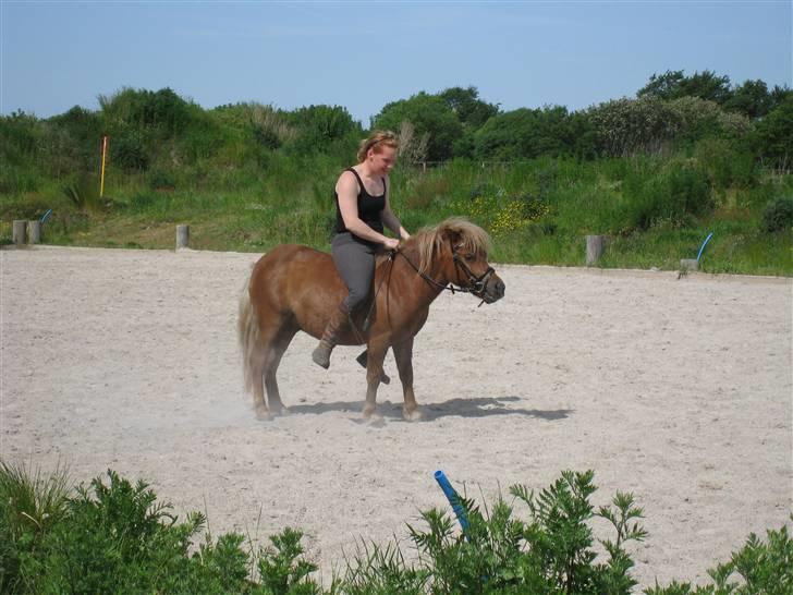 Shetlænder Pondus billede 13