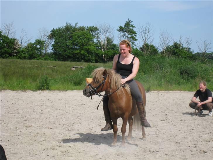 Shetlænder Pondus billede 14