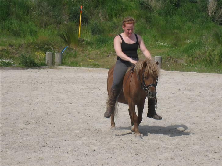 Shetlænder Pondus billede 15