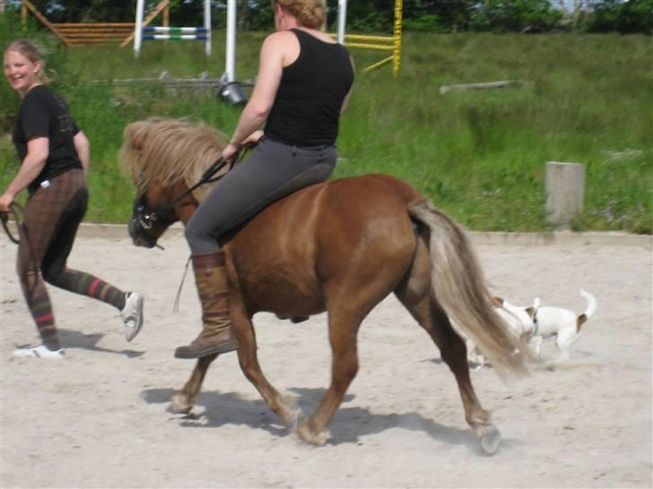 Shetlænder Pondus billede 16