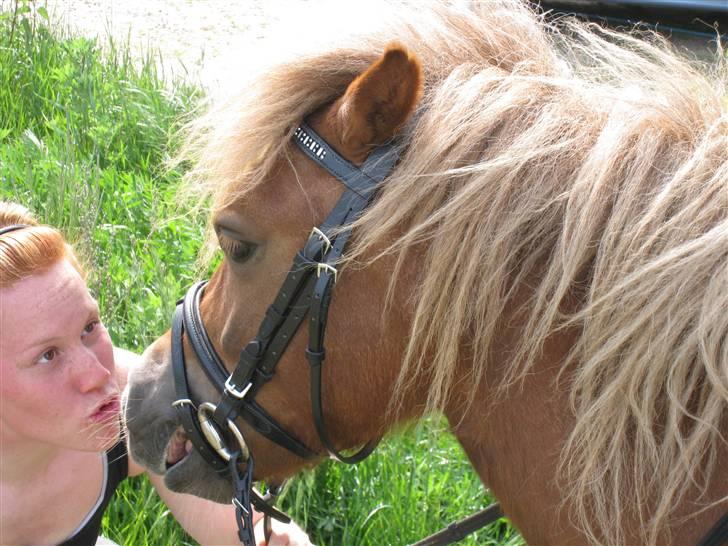 Shetlænder Pondus billede 17