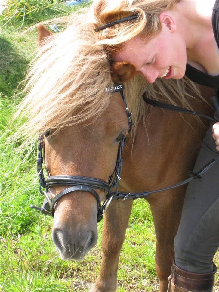 Shetlænder Pondus billede 18