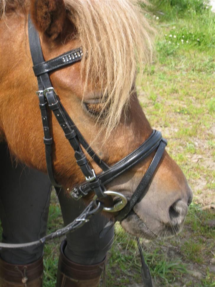 Shetlænder Pondus billede 19