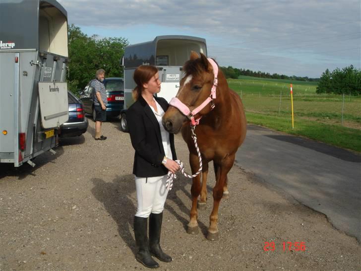 New Forest Roløkke Alpe - mig og min dejlige pony til sløjfespring på min klub :) billede 7