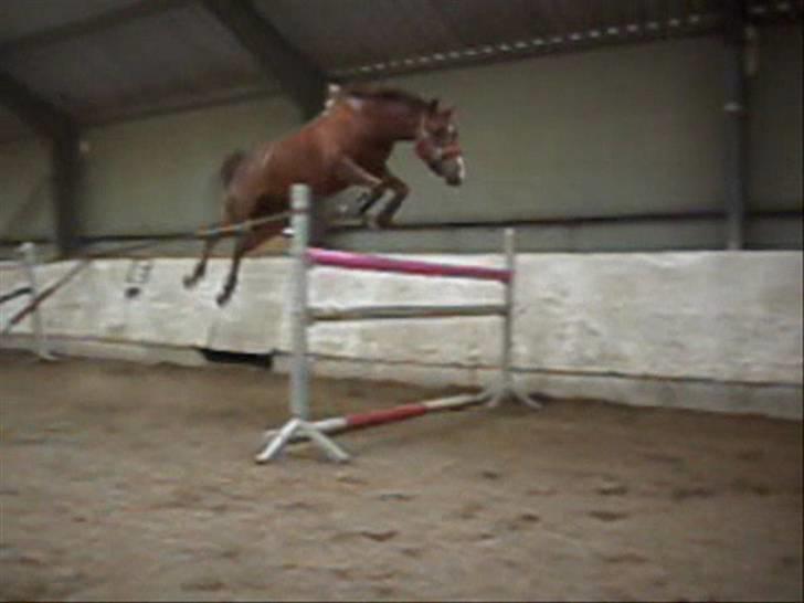 Hollandsk Sportspony Zorro  - Zorro løsspringer. :D billede 2