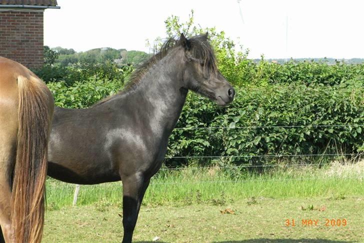 Anden særlig race Diva - Smukke :) billede 2