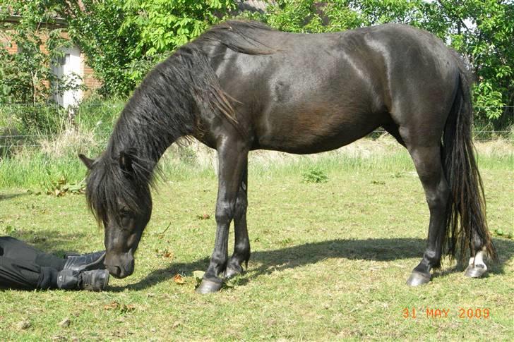 Anden særlig race Diva billede 3