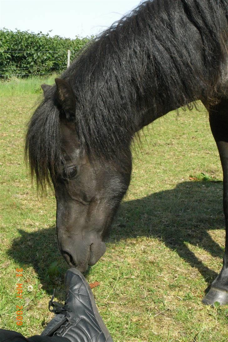 Anden særlig race Diva - Og hendes fine lille hoved. billede 4
