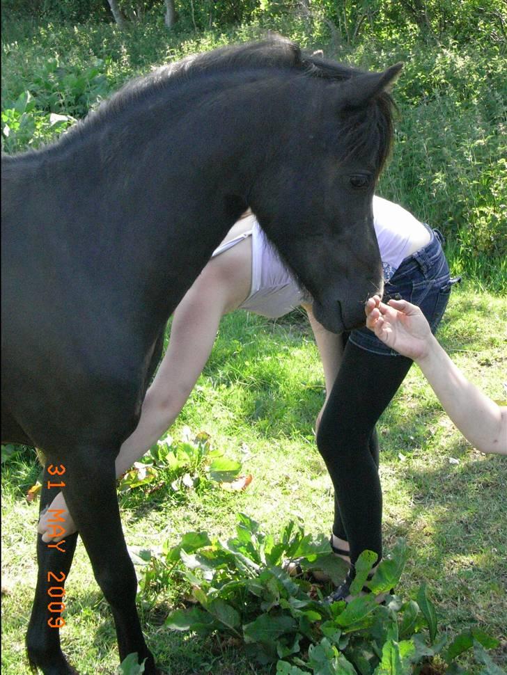 Anden særlig race Diva - Blær ;) billede 5