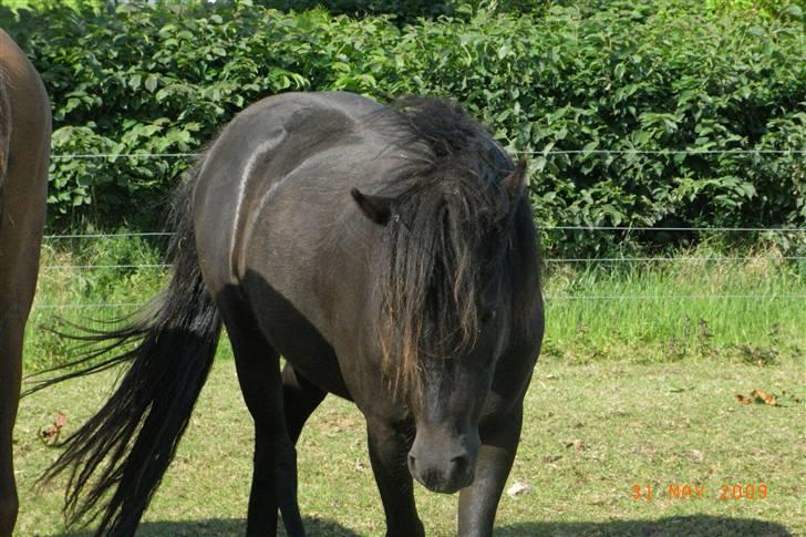 Anden særlig race Diva billede 6