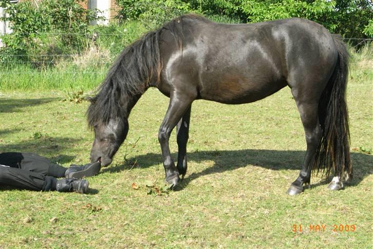 Anden særlig race Diva - Diva leger med sko :p billede 7