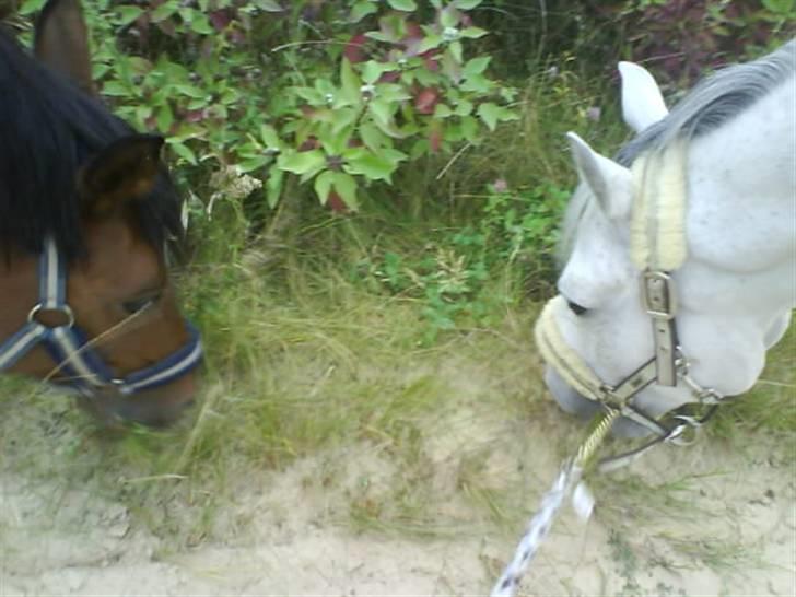 Tysk Sportspony Allegro Assai (Apollo) - Polle&Rolle = best friends! <3 billede 17