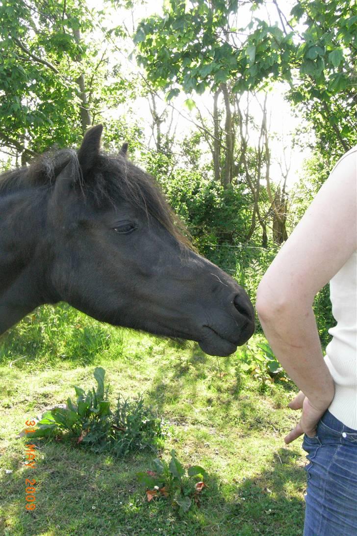 Anden særlig race Diva - "Se mig se mig" billede 9