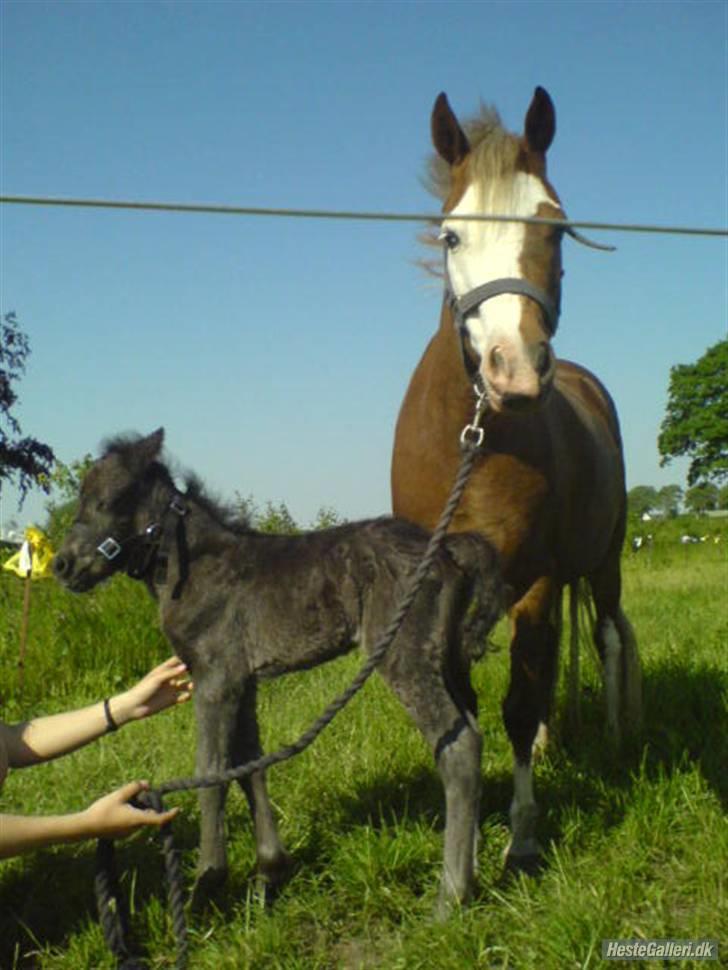 Anden særlig race Diva - Diva 1 dag gammel sammen med hendes smukke mor. billede 10