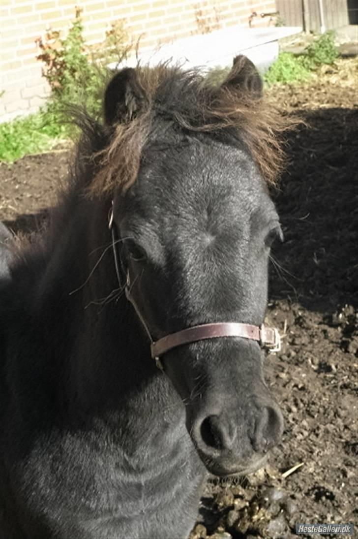 Anden særlig race Diva - 3 mdr og det yndigste lille fjæs ;) billede 11