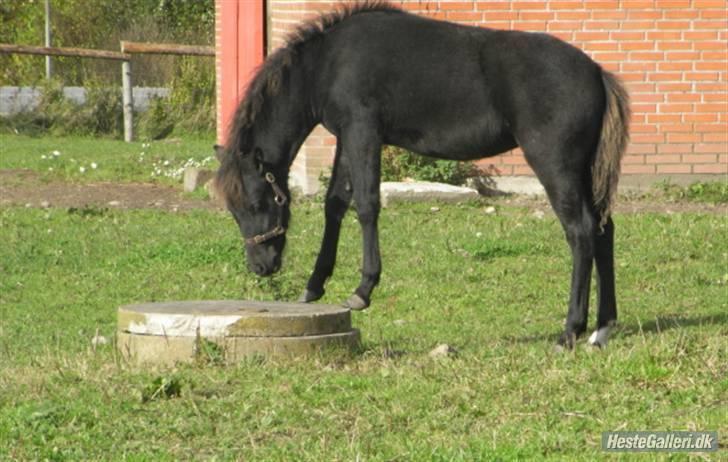 Anden særlig race Diva - Diva med sin elskede sten. Et selvlært trick :) billede 12