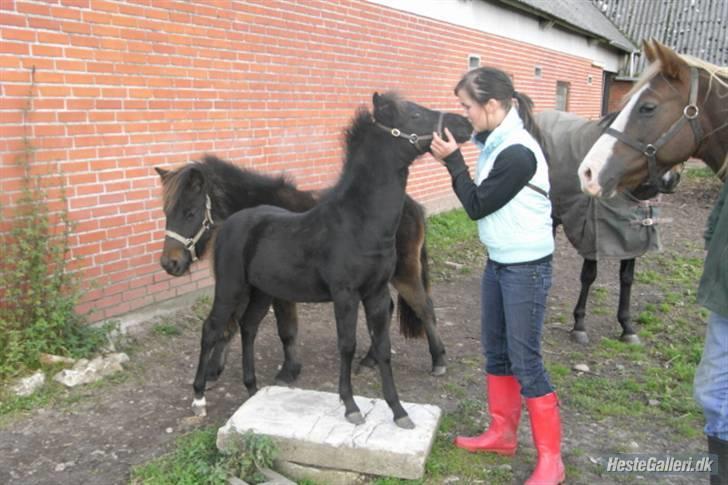 Anden særlig race Diva - Får lig nys på hendes sten. billede 13