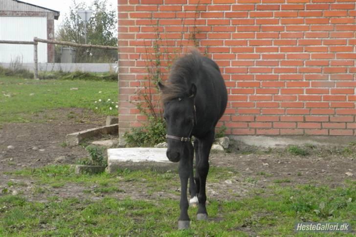 Anden særlig race Diva - 3 mdr gammel. billede 14