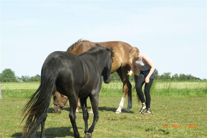Anden særlig race Diva - Når enden er god...... billede 15