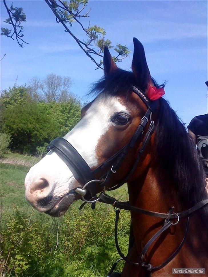 New Forest Malika Solgt :( - #2. du er noget af det bedste der er sket for mig, vi lærte hinanden så meget, lige fra dag 1! billede 2