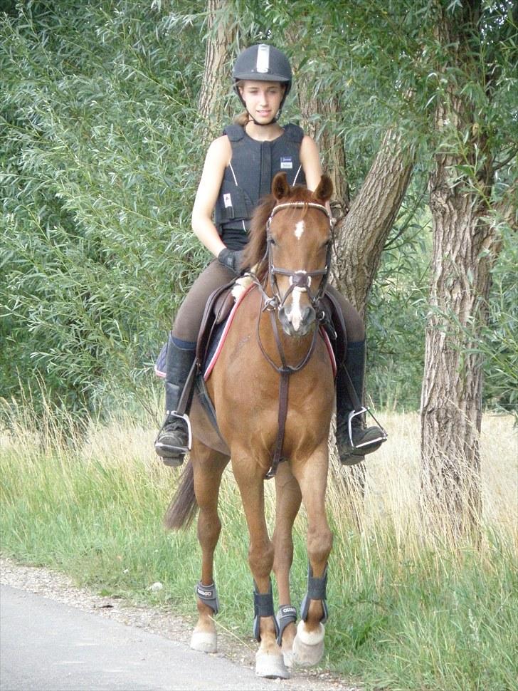 Hollandsk Sportspony Zorro  - Zorro...<3<3<3 billede 14