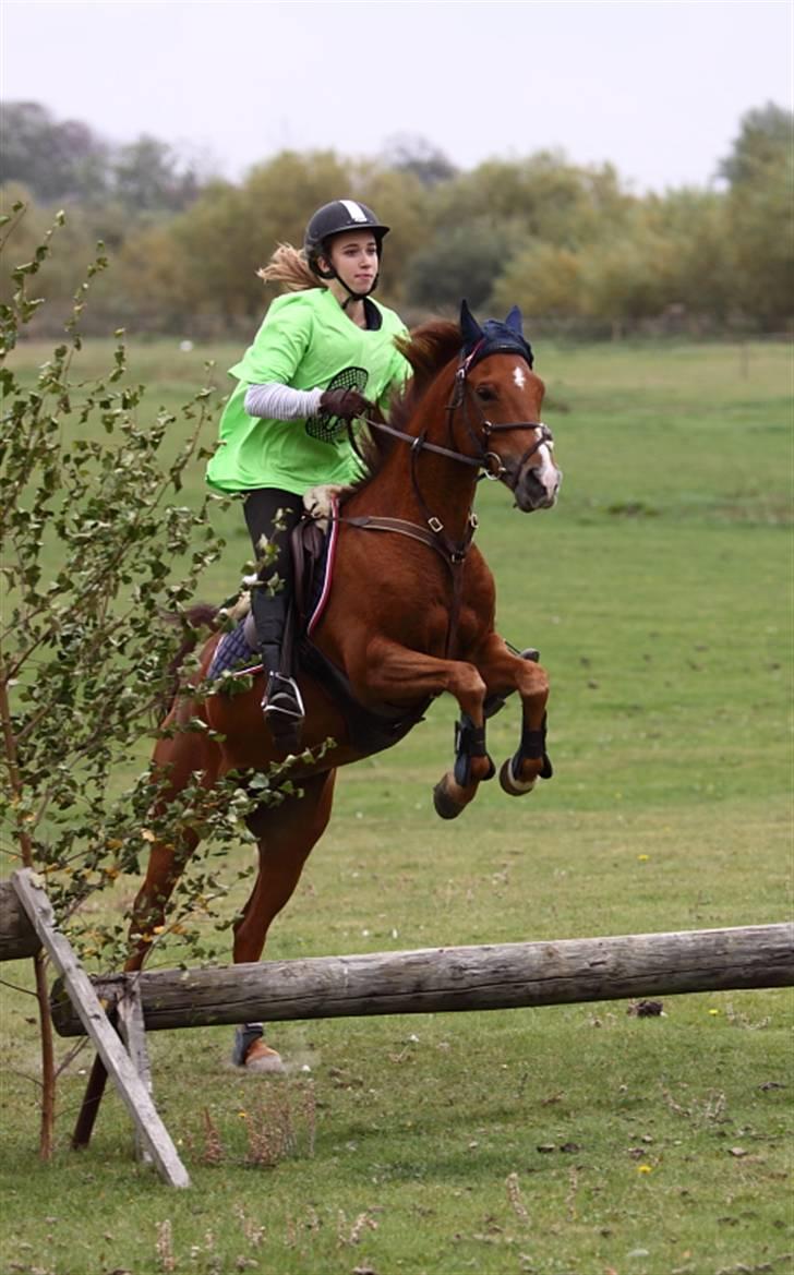 Hollandsk Sportspony Zorro  - Falken 09 Zorro syndes det var rigtig sjovt. ;D billede 15