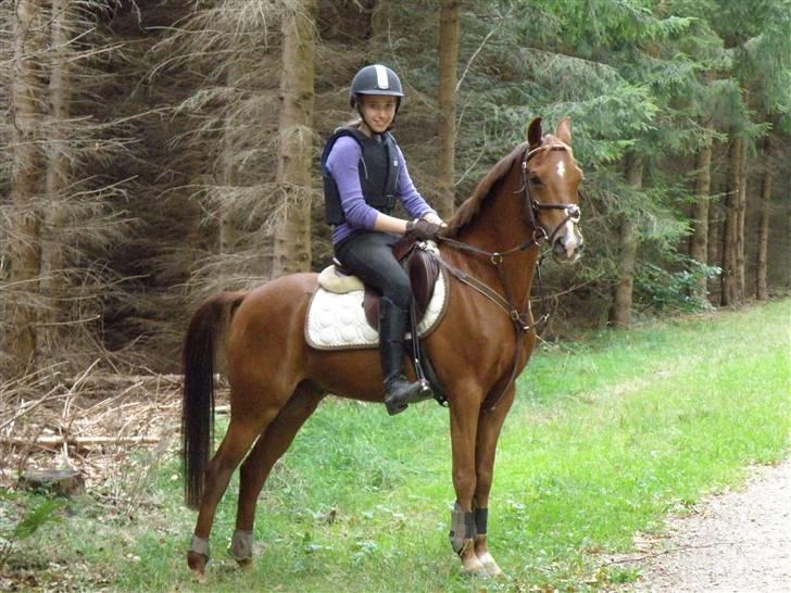 Hollandsk Sportspony Zorro  - elsker min pony :D billede 17