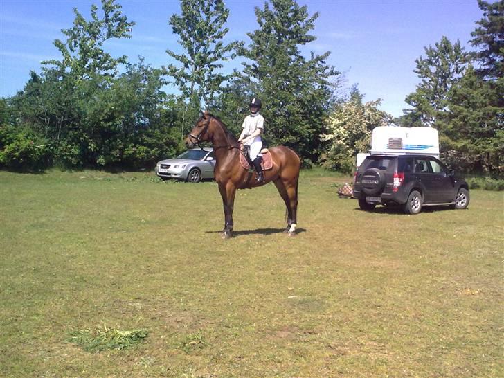 Westfaler MR jones billede 7