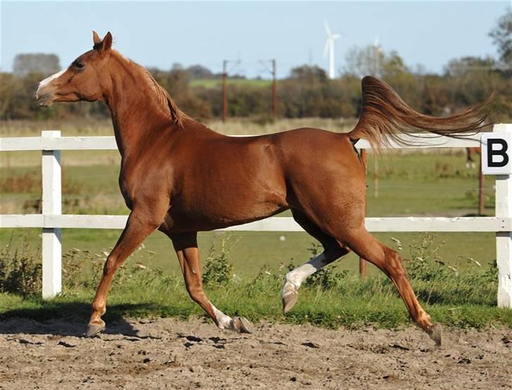 Arabisk fuldblod (OX) Jamaica - Foto: Jani Pedersen billede 10