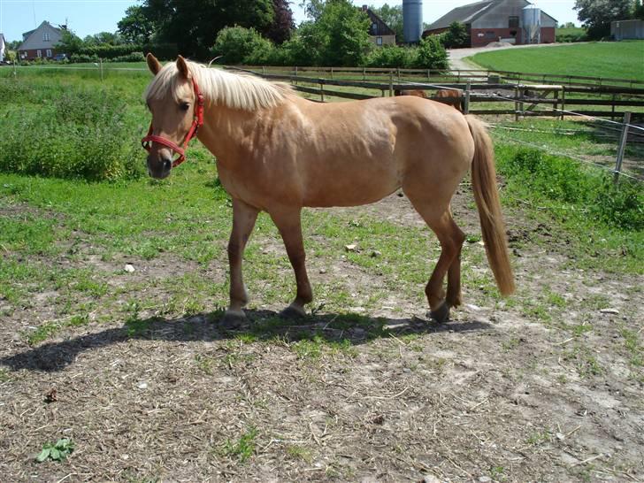 Anden særlig race Isabella billede 5