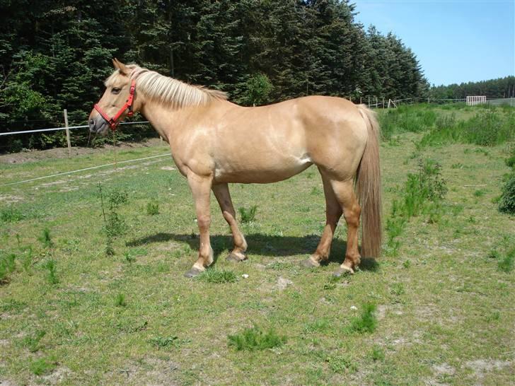 Anden særlig race Isabella billede 8