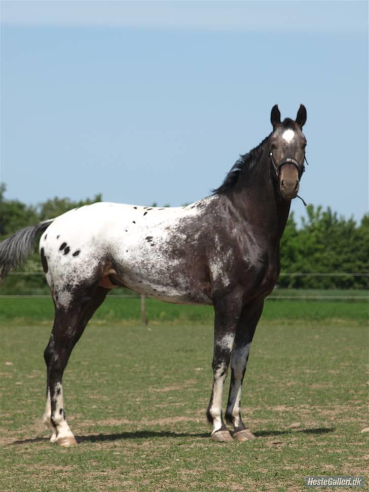 Knabstrupper Sirdro Song (Hingst) - velkommen til pletten´s profil :)  billede 1