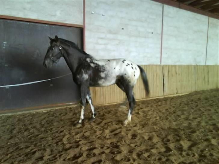 Knabstrupper Sirdro Song (Hingst) - i hallen :) billede 2