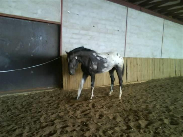Knabstrupper Sirdro Song (Hingst) - os  i hallen :) billede 3
