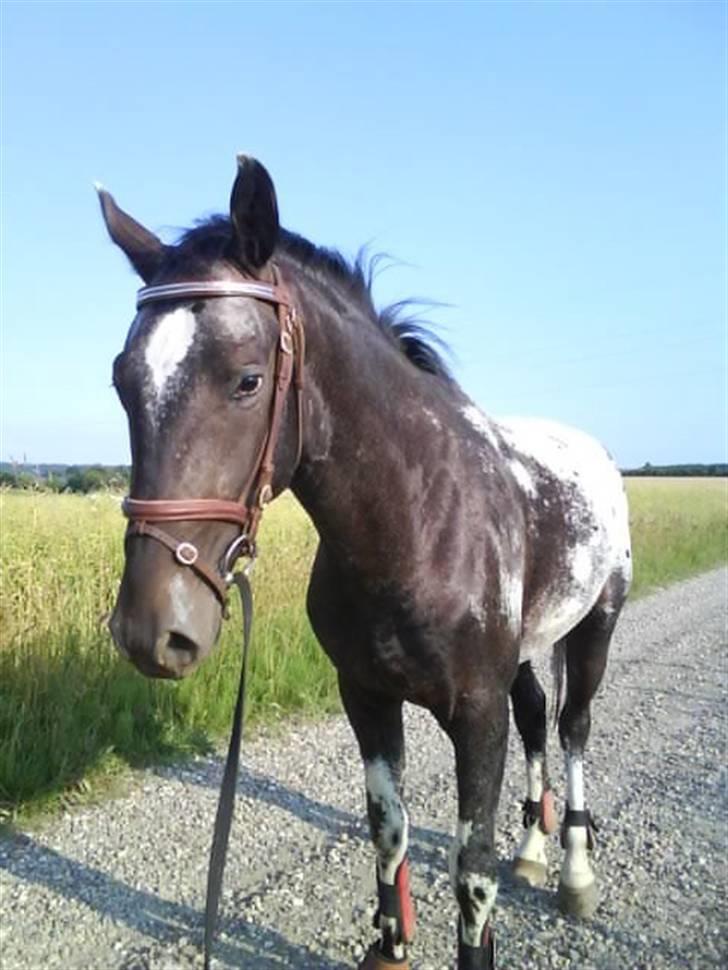 Knabstrupper Sirdro Song (Hingst) - plette måsen :) billede 4