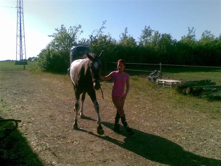 Knabstrupper Sirdro Song (Hingst) - plette og jeg vifter med benet på samme tid :P billede 5