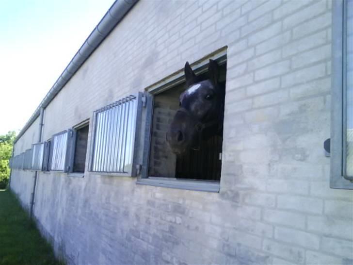 Knabstrupper Sirdro Song (Hingst) - kigger ?? er jeg ikk smuuk ?  billede 6